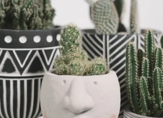 100 de citate de cactus care te vor ajuta să înduri în mijlocul adversităților