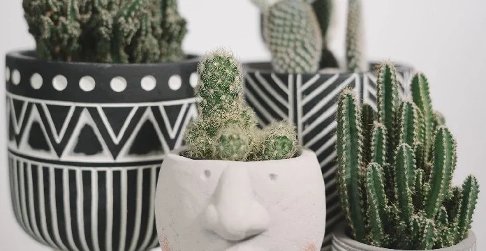 100 de citate de cactus care te vor ajuta să înduri în mijlocul adversităților