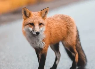 100 de citate Fox care vă vor învăța lecții de viață