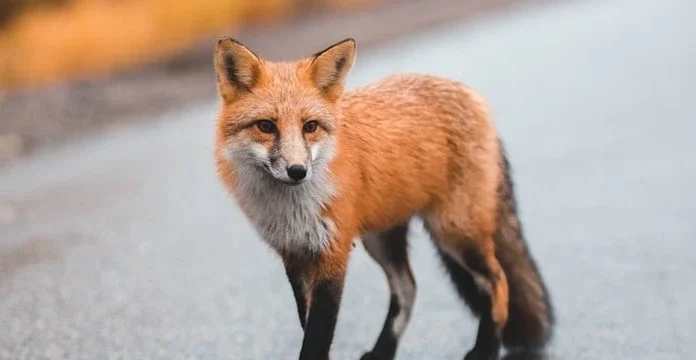 100 de citate Fox care vă vor învăța lecții de viață