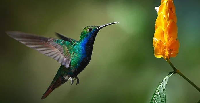 100 de citate de colibri pentru a inspira bucurie și fericire