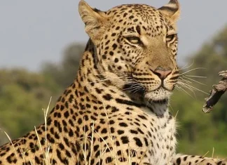 100 de citate leopard despre putere, forță și încredere în sine