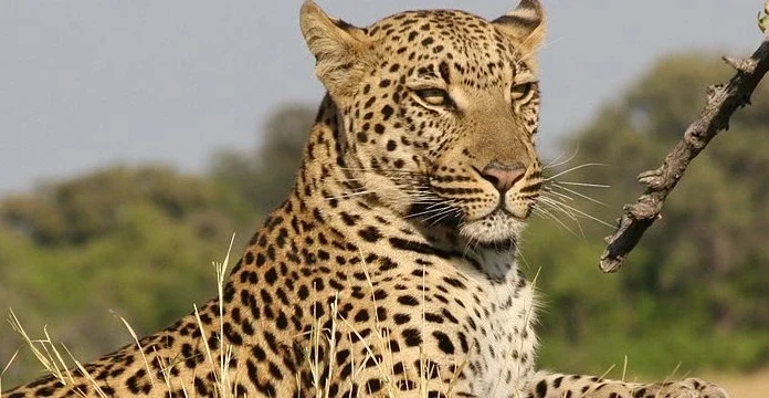 100 de citate leopard despre putere, forță și încredere în sine