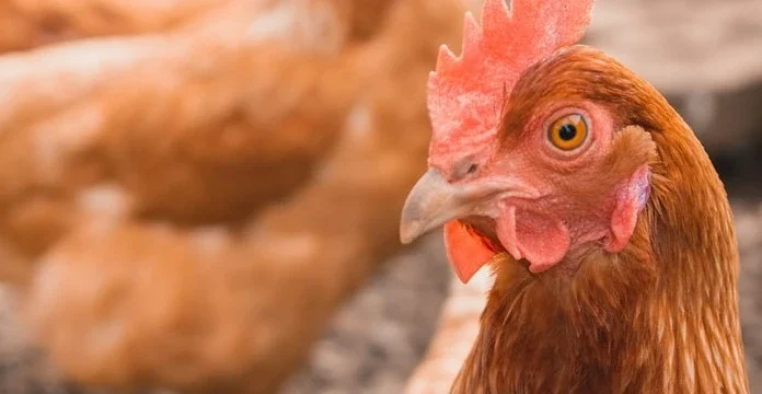 120 de citate de pui pentru a te face să le apreciezi
