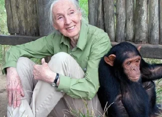 120 de citate Jane Goodall despre animale și conservarea naturii