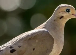 140 de citate Dove despre pace, dragoste și puritate