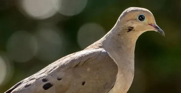 140 de citate Dove despre pace, dragoste și puritate