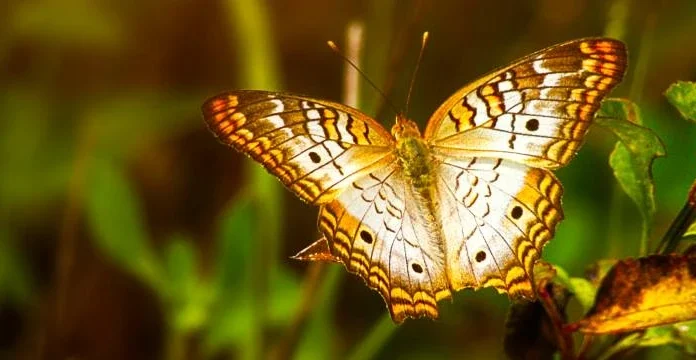 150 de citate fluturi pentru a te transforma într-un nou tu