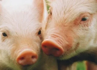 150 de citate de porc despre agricultură, igienă și abundență