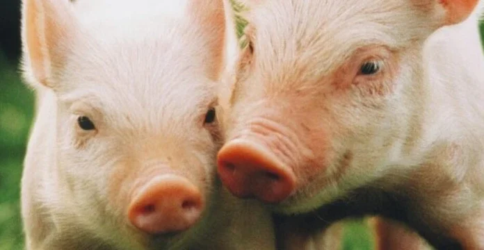 150 de citate de porc despre agricultură, igienă și abundență
