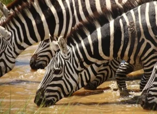 200 de citate despre animale care te vor face să le adori
