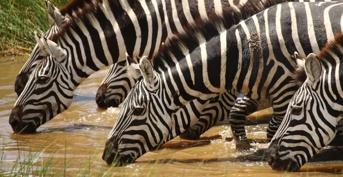 200 de citate despre animale care te vor face să le adori