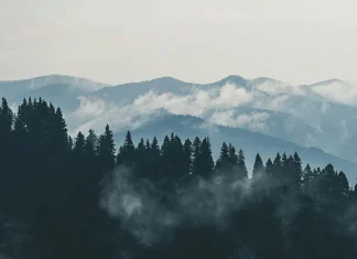 220 de citate din pădure pentru a descoperi pacea și frumusețea în pădure