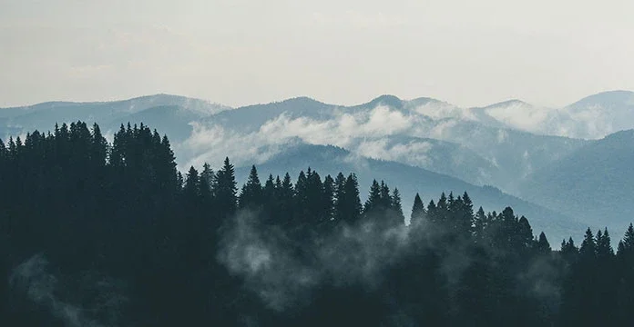220 de citate din pădure pentru a descoperi pacea și frumusețea în pădure