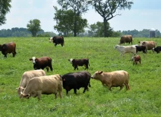 230 de citate despre vaci despre produse lactate, agricultură și răbdare