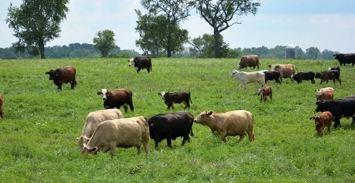 230 de citate despre vaci despre produse lactate, agricultură și răbdare