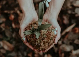 230 de citate despre grădinărit care arată frumusețea naturii
