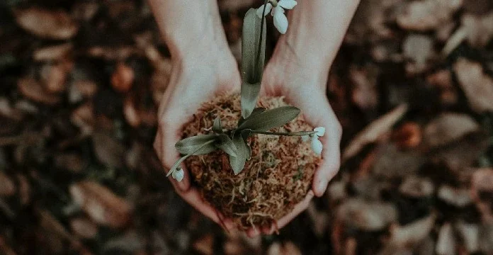 230 de citate despre grădinărit care arată frumusețea naturii