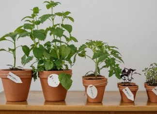 300 de citate de plante