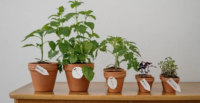 300 de citate de plante