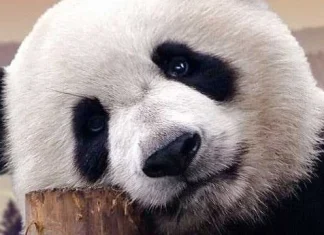 40 de citate panda despre cât de drăguți și adorabili sunt