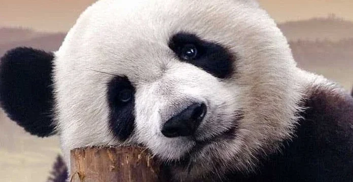 40 de citate panda despre cât de drăguți și adorabili sunt