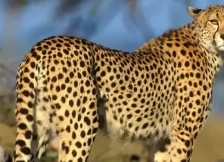 50 de citate de ghepard despre viteză, forță și multe altele