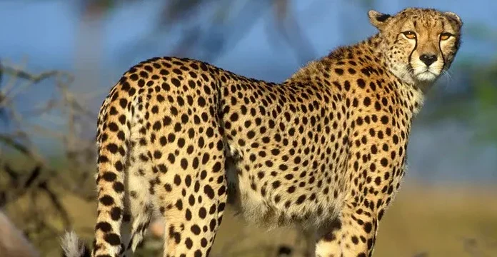 50 de citate de ghepard despre viteză, forță și multe altele