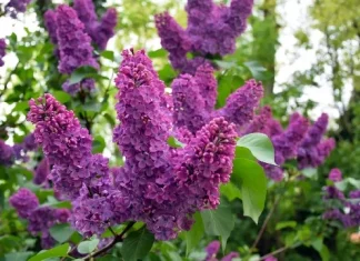 50 de citate liliac care îți vor face inima să înflorească de speranță