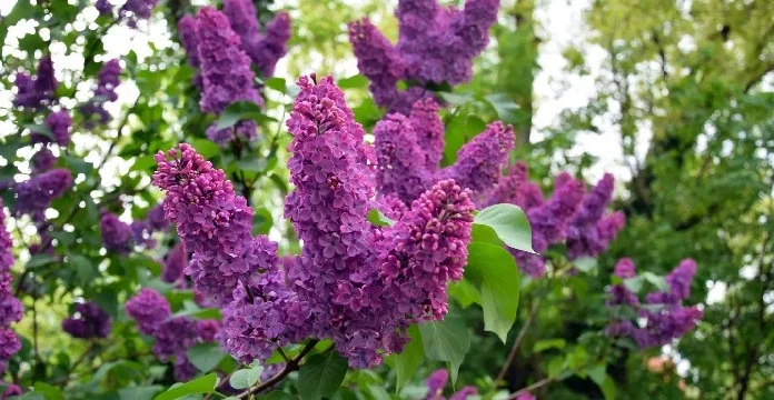50 de citate liliac care îți vor face inima să înflorească de speranță