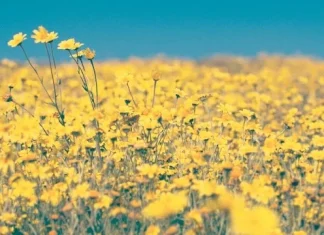 55 de citate din flori sălbatice