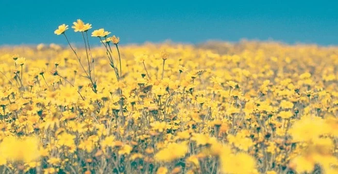 55 de citate din flori sălbatice