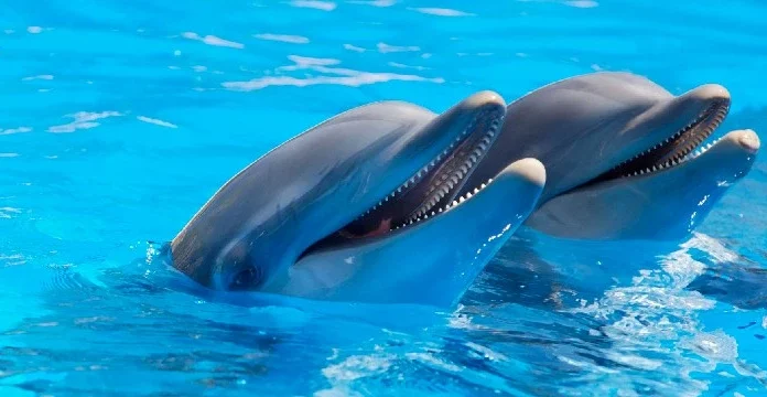 60 de citate despre delfini pentru a te umple de fericire