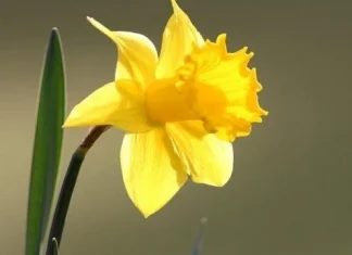 70 de citate narcise care să te inspire să continui să mergi înainte