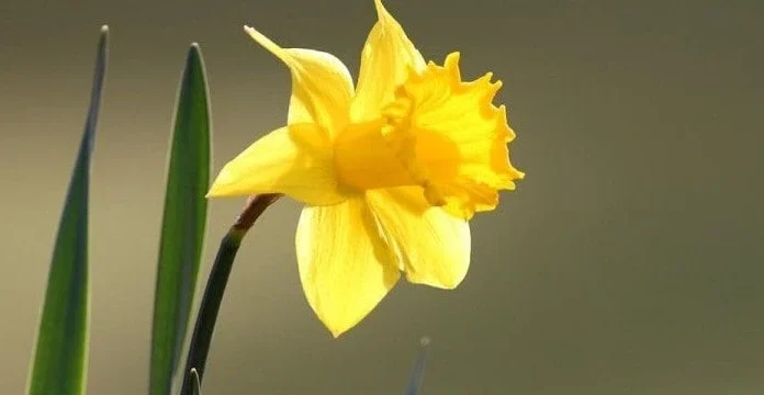 70 de citate narcise care să te inspire să continui să mergi înainte