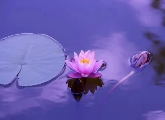 70 de citate cu flori de lotus care să vă aducă liniște sufletească