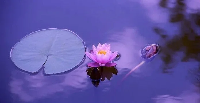 70 de citate cu flori de lotus care să vă aducă liniște sufletească
