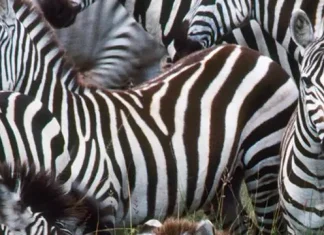70 de citate Zebra despre individualitate și unicitate