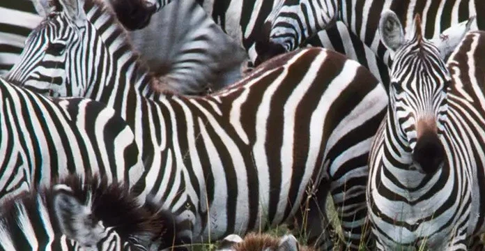 70 de citate Zebra despre individualitate și unicitate