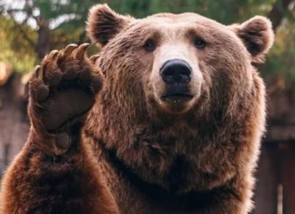 75 de citate despre urs care sunt drăguțe și adorabile