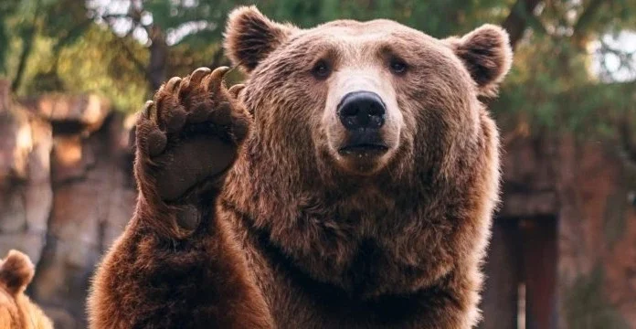 75 de citate despre urs care sunt drăguțe și adorabile