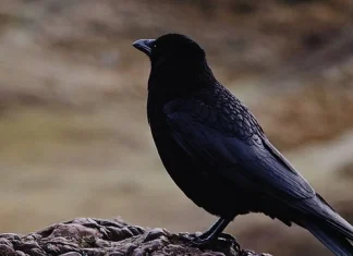 80 de citate Raven pentru prevestirile bune și rele din viață