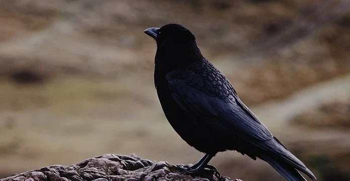 80 de citate Raven pentru prevestirile bune și rele din viață