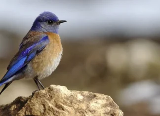 Citate despre a fi tu insuti