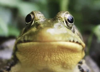 Citate despre prostie si prostie