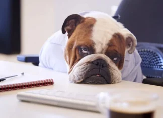 Expresii despre plictiseala