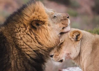 Citate de dragoste: 70 cele mai dulci si mai romantice