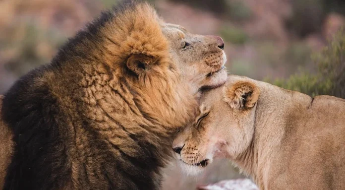 Citate de dragoste: 70 cele mai dulci si mai romantice