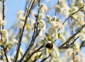 Fraze despre Duminica Floriilor
