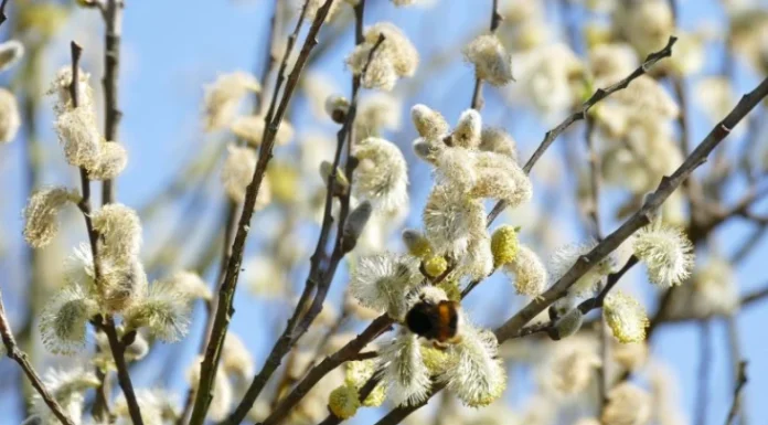Fraze despre Duminica Floriilor